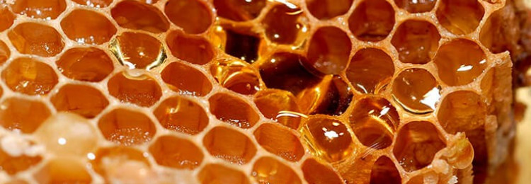 Такие любимые соты пчелиные: польза и вред медового лакомства в одной статье