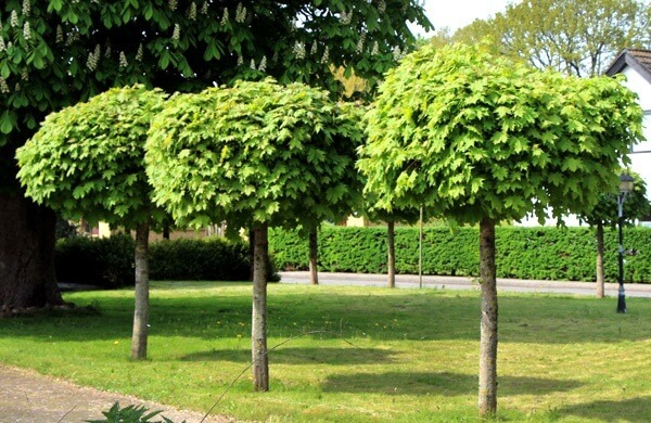 Какие деревья посадить перед домом и в других местах участка?