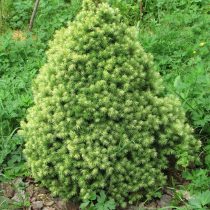 Ель сизая, канадская (Picea glauca) 'J.W. Daisy's'