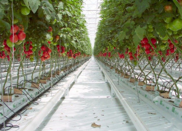 Как происходит промышленное выращивание томатов в теплице?