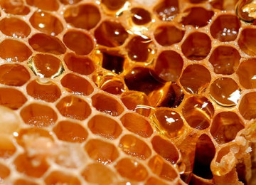 Такие любимые соты пчелиные: польза и вред медового лакомства в одной статье