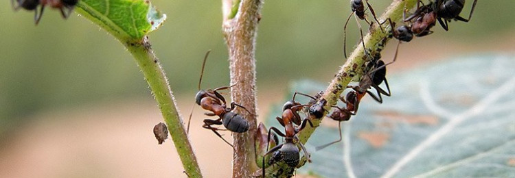 Как быстро избавиться от муравьев в теплице