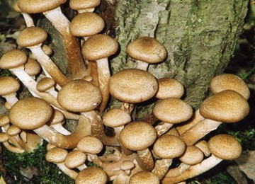 Где растут опята в екатеринбурге и свердловской области: самые грибные места