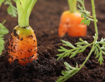 Выращивание моркови: все секреты от А до Я