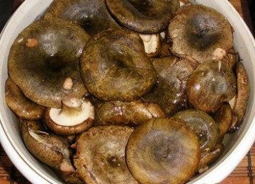 Приготовление черных груздей на зиму в банках: фото и рецепты, как приготовить грибы