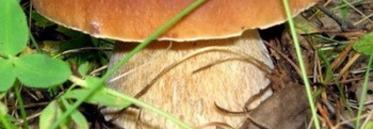 Гриб боровик: фото, описание видов боровика (белого дубового гриба, боровика бронзового и девичьего)