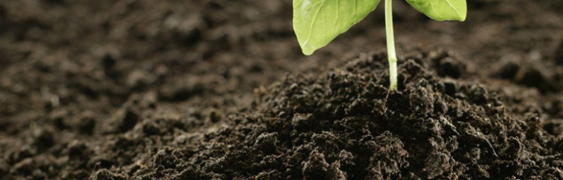 Удобрение сапропель — залог богатого урожая, что это и как использовать?