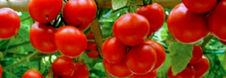 Характеристика томата яблонька россии: отзывы и фото