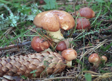 Где в московской области растет много грибов опят: фото и сроки сбора в подмосковье