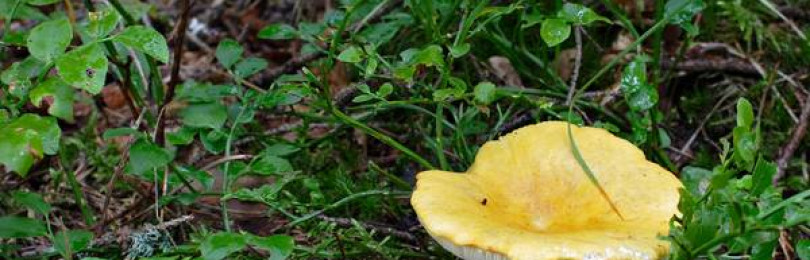 Где растут грибы сыроежки