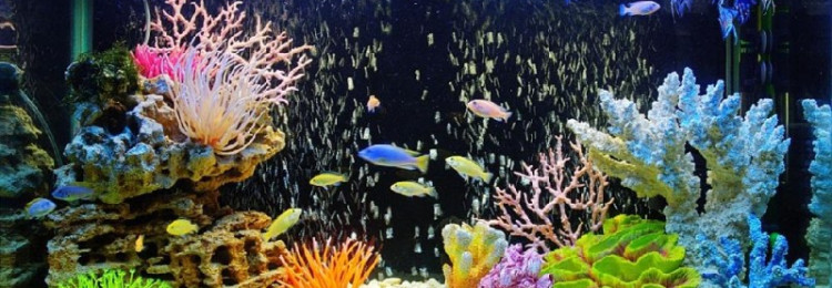 Как заказать аквариум: шпаргалка для начинающих аквариумистов
