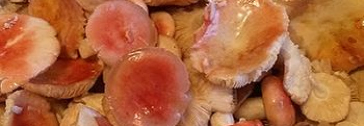 Как солить и мариновать сыроежки на зиму горячим способом: рецепты соления и маринования грибов