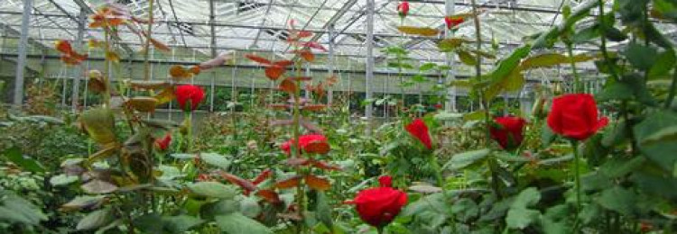 Как выращивать розы в условиях теплицы