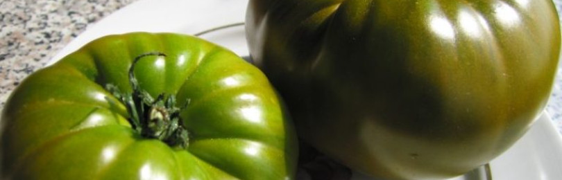Зеленые помидоры: характеристика и достоинства лучших сортов