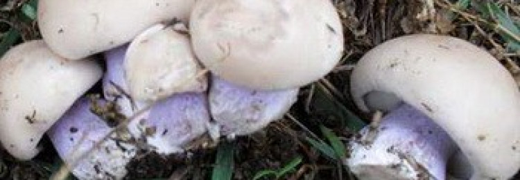 Маринованные грибы синие ножки: рецепты и видео, как правильно мариновать грибы синие ножки