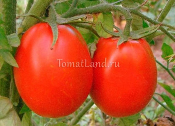 Выращивание томата сорта новичок