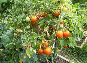 Индетерминантные и детерминантные сорта помидоров: что это и в чем их различия