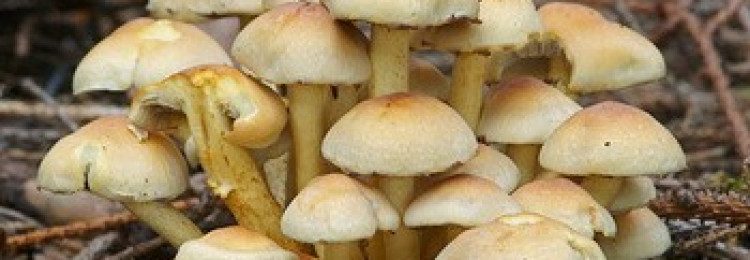 Ложные грибы серно-желтые опята: съедобные или ядовитые грибы серно-желтые опята?