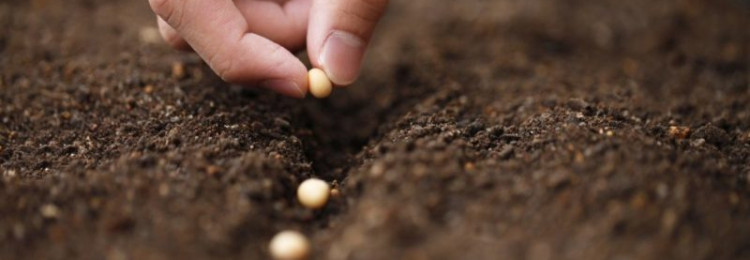 Как правильно сажать семена растений?