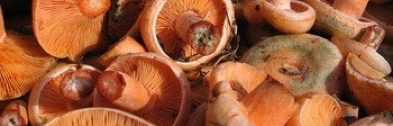 Как правильно хранить рыжики: как сохранить грибы в холодильнике, морозилке или подвале
