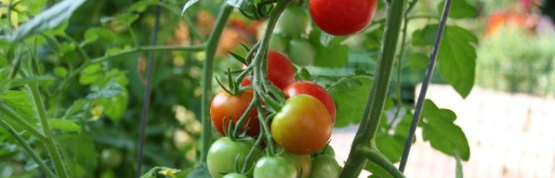 В помощь огороднику: что можно сажать после томатов?