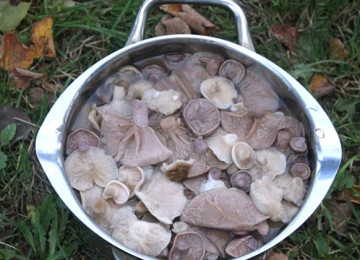 Засолка грибов рядовок на зиму горячим способом: рецепты заготовок на зиму
