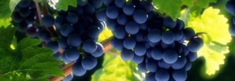 Выращивание винограда: выбор сорта и правила ухода
