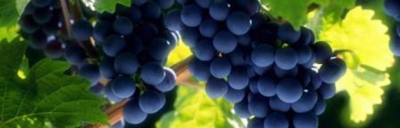 Выращивание винограда: выбор сорта и правила ухода