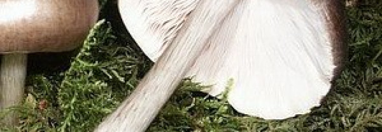 Гриб плютей: фото и описание плютея оленьего, ивового, белого, благородного, умбрового и чешуйчатого