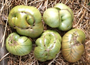 Почему выросли уродливые помидоры в теплице?