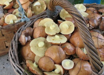 Как хранить грибы маслята на зиму в холодильнике и морозилке, сроки хранения маслят