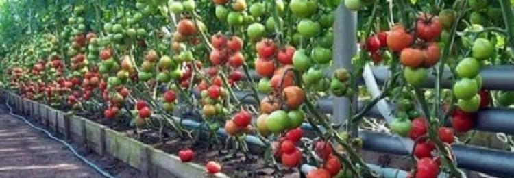 Выращивание рассады помидоров и посадка в теплицу и в открытый грунт
