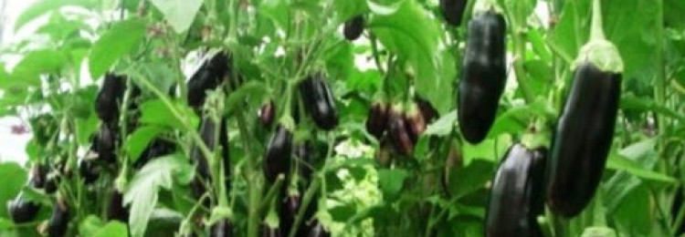 Секреты выращивания баклажанов в тепличных условиях и открытом грунте