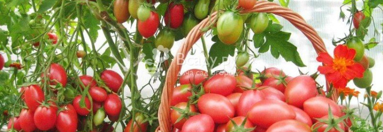 Препараты и народные средства для обработки помидоров от болезней