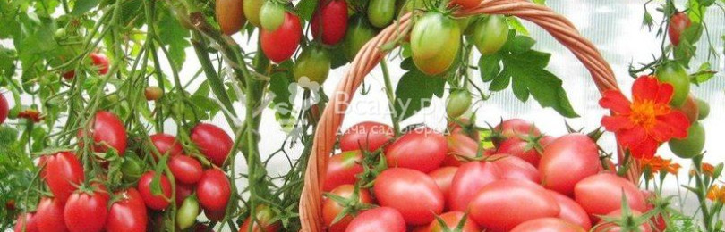 Препараты и народные средства для обработки помидоров от болезней