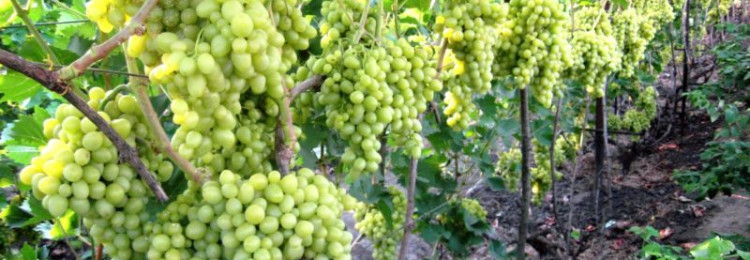 Выращивание винограда — не все так сложно, как кажется на первый взгляд