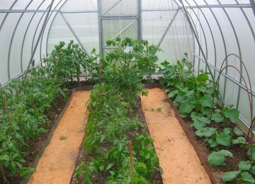 Выращивание огурцов и баклажанов в одной теплице