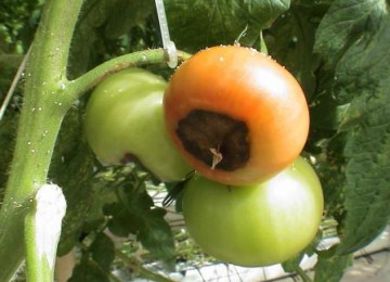 Почему чернеют помидоры в теплице