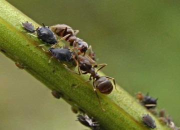 Как вывести муравьев из теплицы с огурцами быстро, эффективно и безопасно?