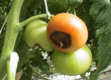 Гниль на помидорах в теплице: почему возникает и что делать для ее устранения
