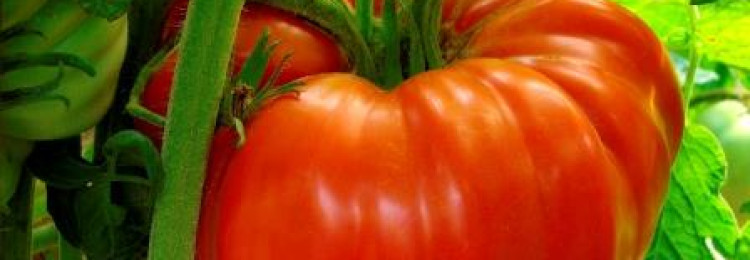 Выращивание томата лучезарный гигант