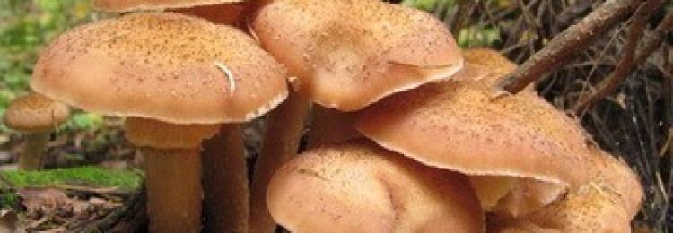 Где собирать осенние опята в воронеже и воронежской области: самые грибные места