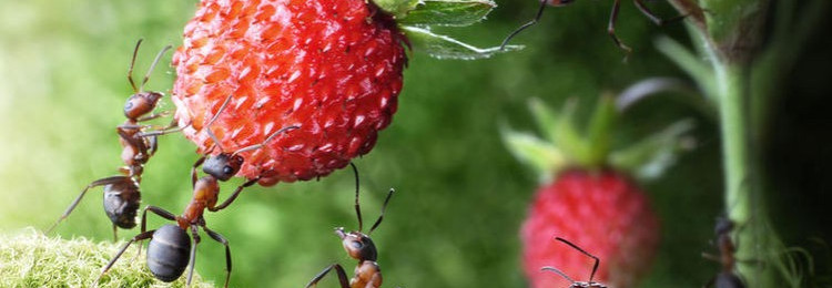 Проблемы садового участка: как вывести муравьев