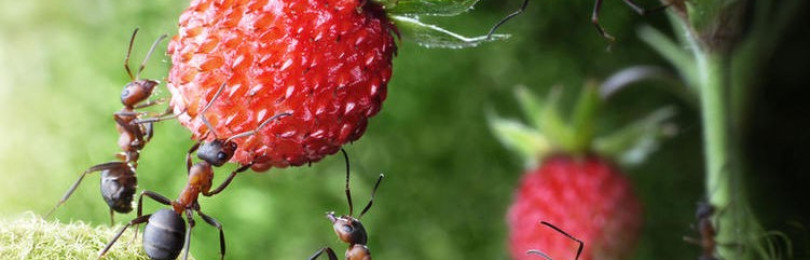 Проблемы садового участка: как вывести муравьев