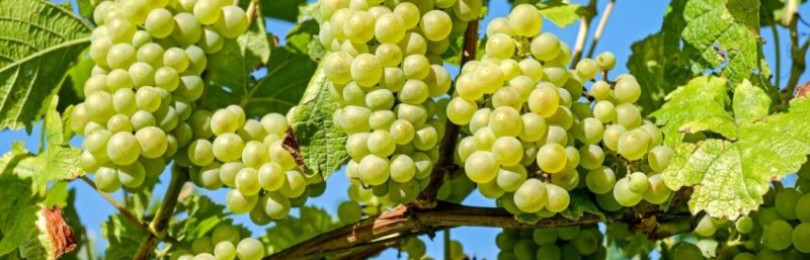 Когда и как правильно прививать виноград весной, советы для новичков