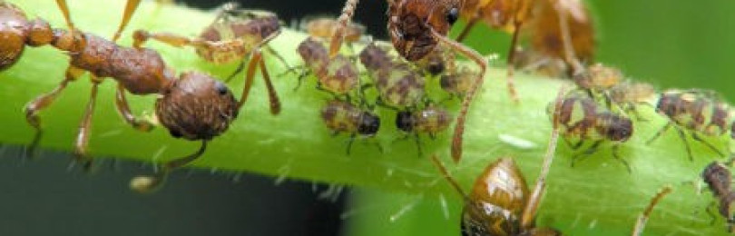 Как избавиться от муравьев в теплице с помидорами?