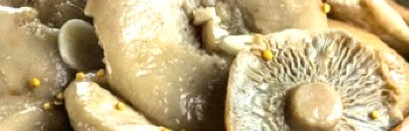Способы соления грибов груздей в домашних условиях: рецепты с видео пошагового соления