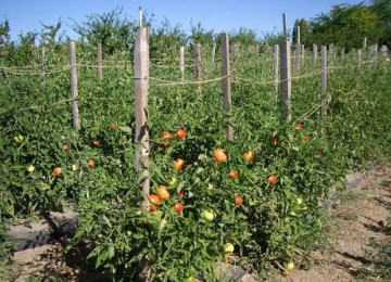 Как вырастить помидоры: посадка и уход в открытом грунте