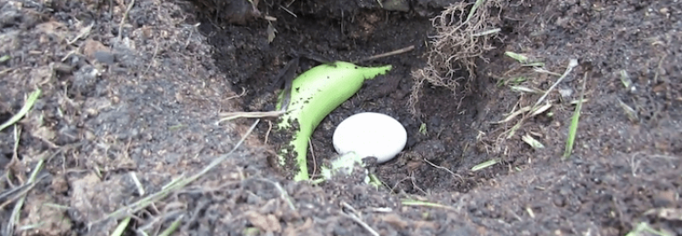 Лучший вариант органической подкормки для проблемной почвы — яичная скорлупа плюс банановая кожура