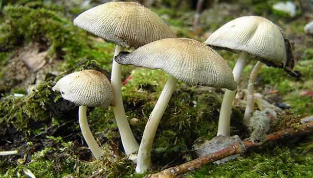 Чем опасны ядовитые грибы: описание самых ядовитых грибов и помощь при отравлении